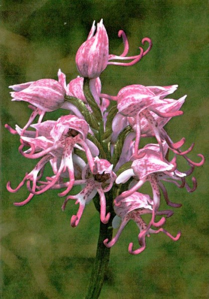 Afen-Orchis Vorderseite
