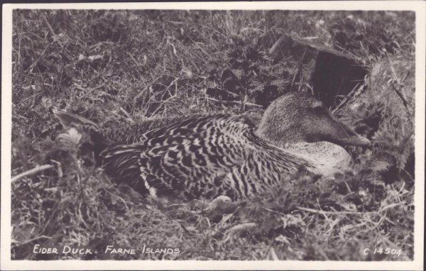 Farne Inseln, Ente Vorderseite