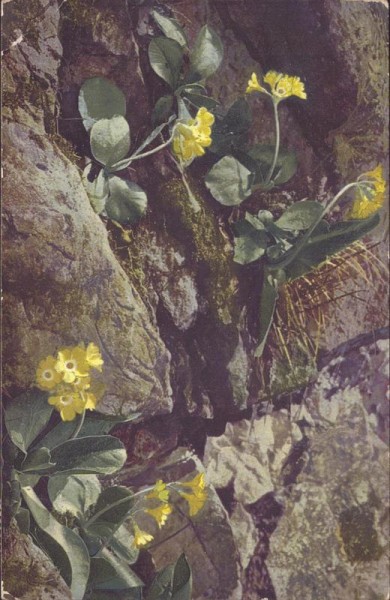 Primula auricula Vorderseite