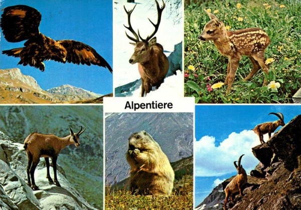 Alpentiere Vorderseite