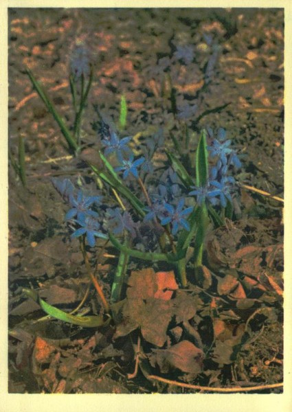 Blaustern Vorderseite