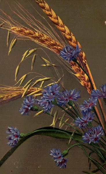 Ären mit Kornblumen Vorderseite