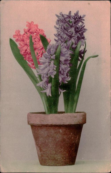 Hyazinthen Vorderseite