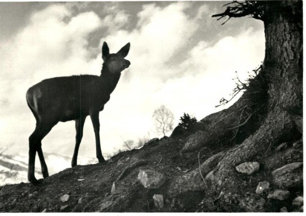 Hirschkalb im Bergwald Vorderseite