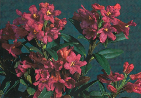 Rostblättrige Alpenrosen Vorderseite