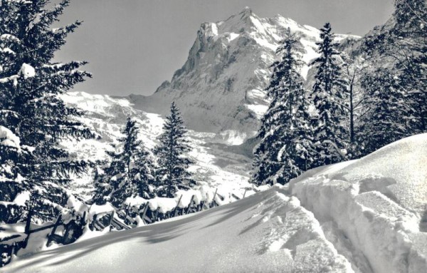 Grindelwald. Wetterhorn Vorderseite
