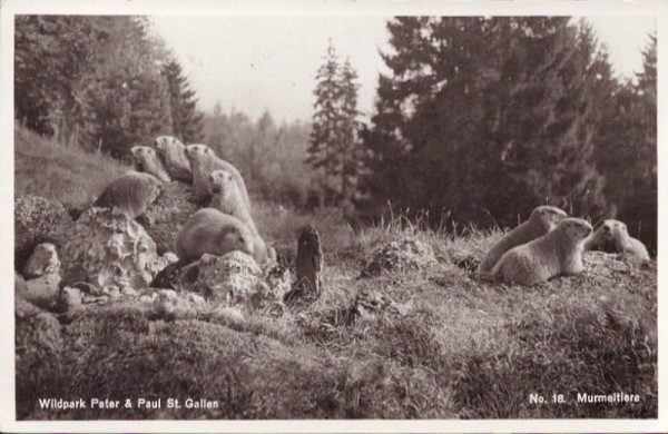 Murmeltiere im Wildpark Peter und Paul St. Gallen