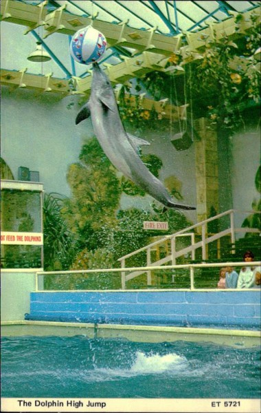 The Dolphin High Jump Vorderseite