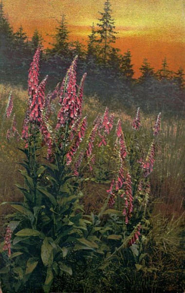 Roter Fingerhut Vorderseite