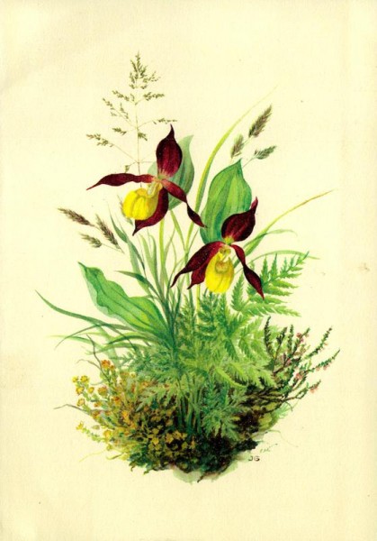 Frauenschuh Vorderseite