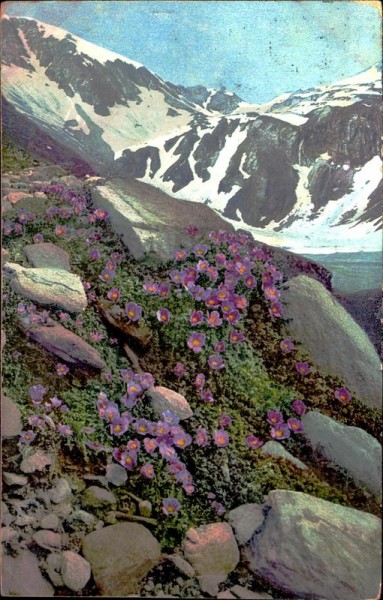 Saxifraga oppositifolia Vorderseite