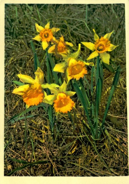Gelbe Narzisse Vorderseite