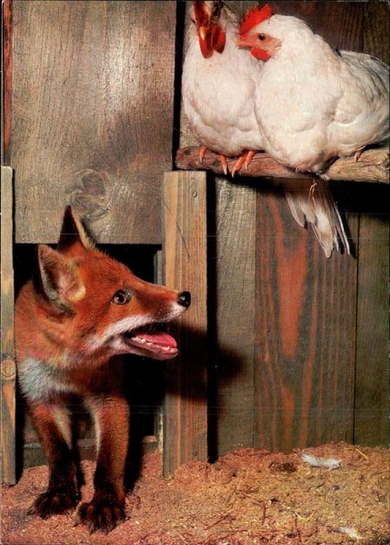Fuchs im Hühnerstall Vorderseite