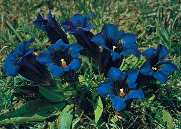 Stengelloser Enzian Vorderseite