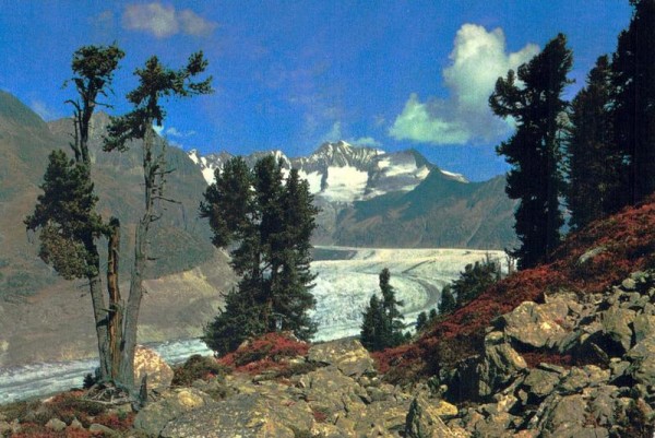 Naturschutzgebiet Aletschwald am Grossen Aletschgletscher. Walliser Fiescherhörner Vorderseite