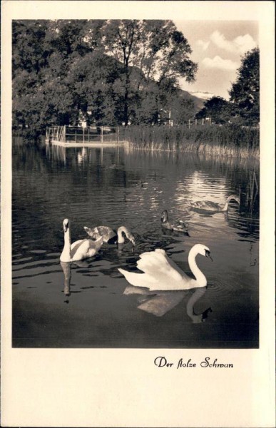 Der stolze Schwan Vorderseite