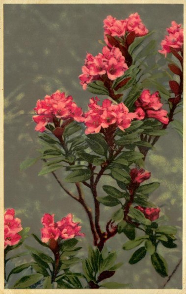 Rhododendron ferrugineun Vorderseite