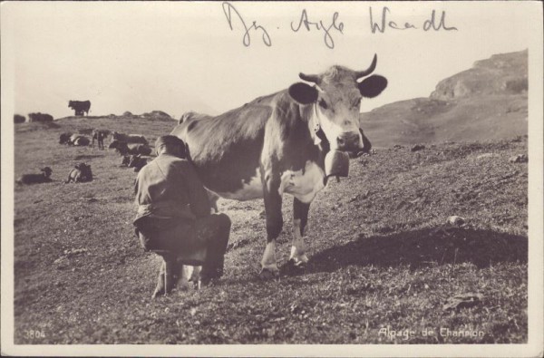 Melken auf der Weide