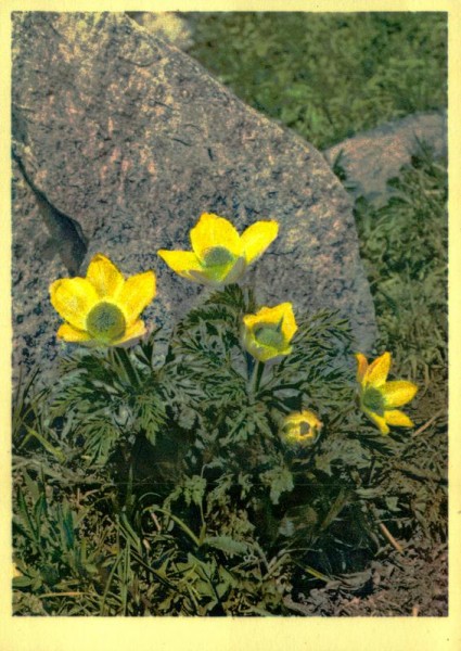 Schwefelgelbes Windröschen Vorderseite