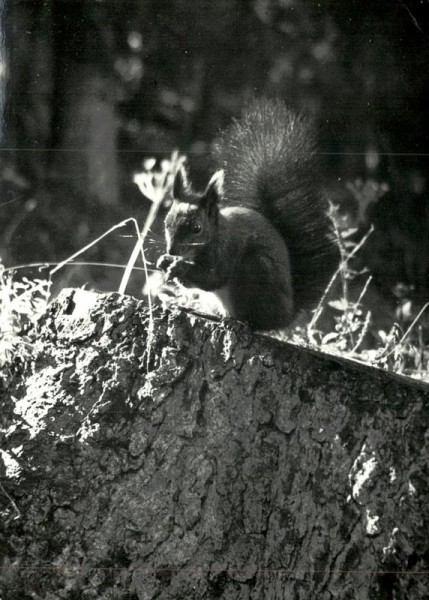 Eichhörnchen, 73mm x 11mm Vorderseite