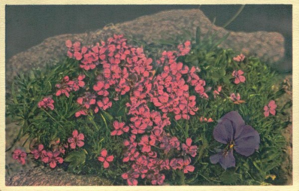 Zwergleimkraut Vorderseite