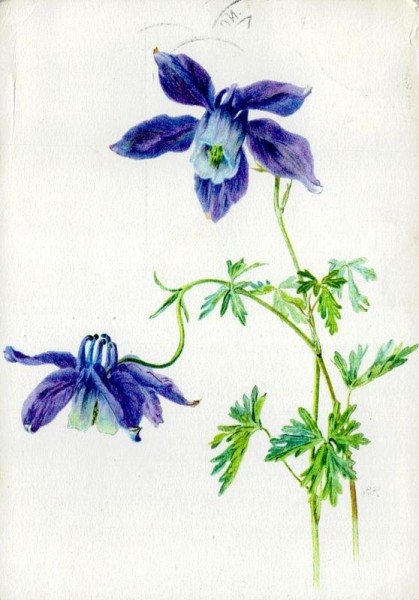 Alpenakelei Vorderseite