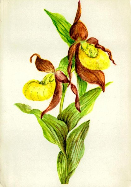 Frauenschuh Vorderseite