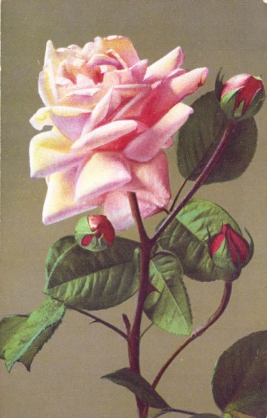 Rose