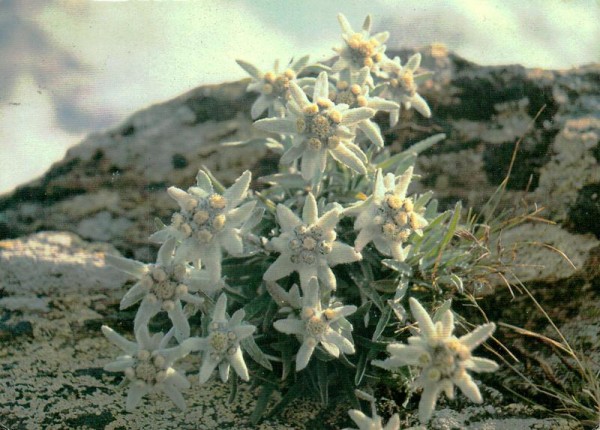 Edelweiss Vorderseite