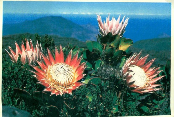 Proteas on top of table Mountain, South Africa Vorderseite