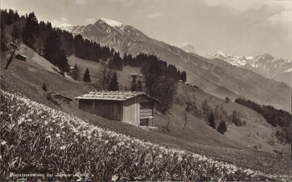 Narzissenwiese bei Seewis, Prättigau