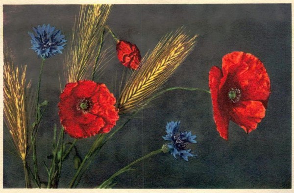 Feuermohn Blumen Vorderseite