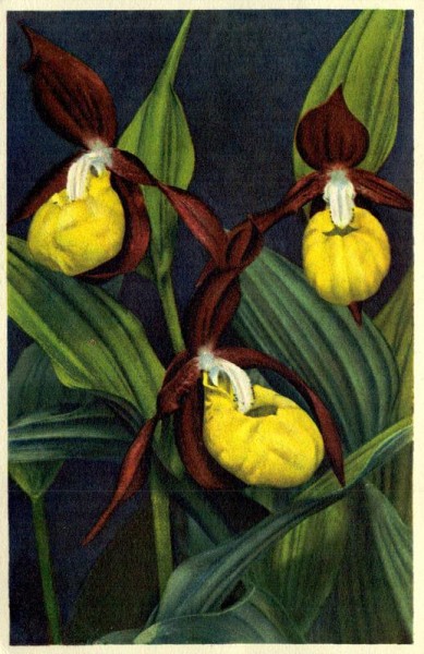 Frauenschuh Vorderseite