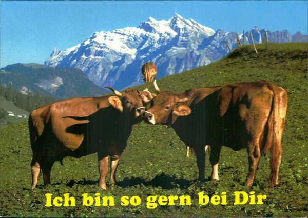 2 Kühe mit Säntis Vorderseite