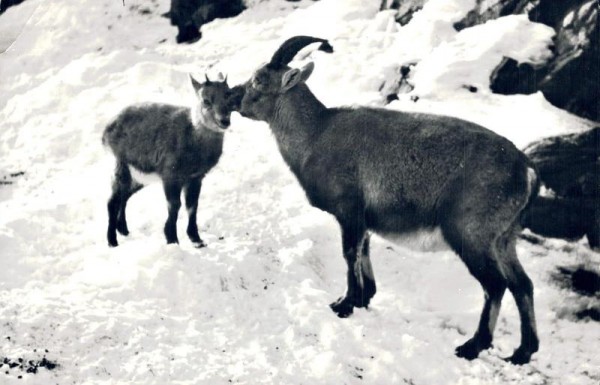 Steinwild, Mütterliche Pflege Vorderseite