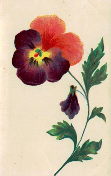 Einzelne Blume Vorderseite