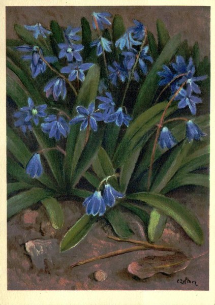 Schöne Meerzwiebel Vorderseite