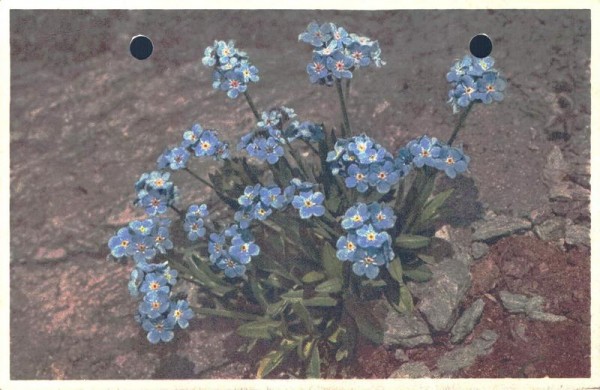 Alpen-Vergissmeinnicht (Myosotis alpestris). 1943 Vorderseite