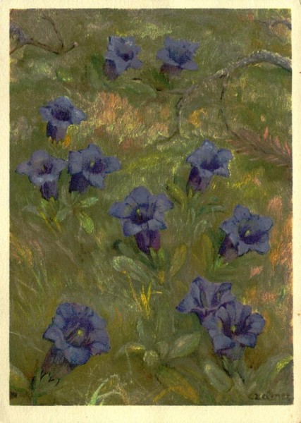 Stengelloser Enzian Vorderseite