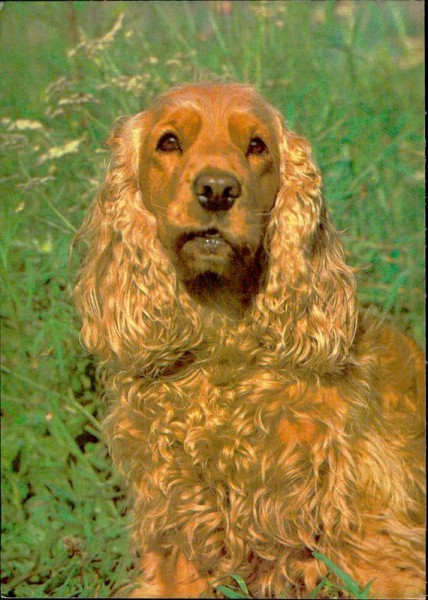 Hund Vorderseite