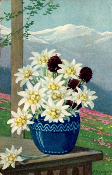 Edelweiss von A.Wagner