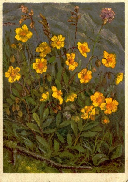 Gemeines Sonnenröschen Vorderseite