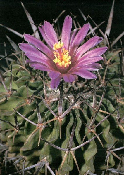 (Dietrich) Britton et Rose Vorderseite