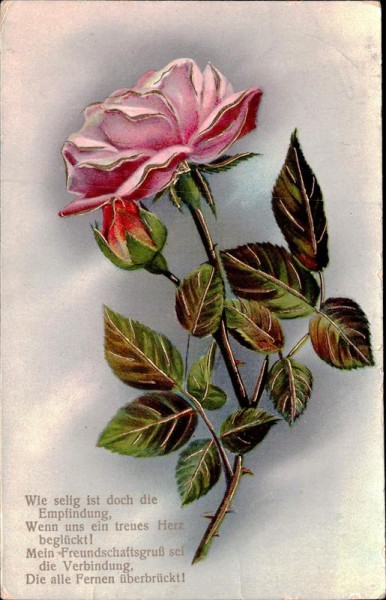 Rose Vorderseite