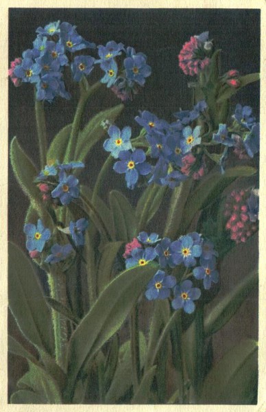 Alpen-Vergissmeinnicht Vorderseite