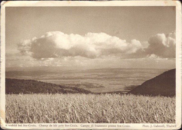 Kornfeld bei Ste - Croix