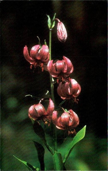 Lilium Martagon Vorderseite