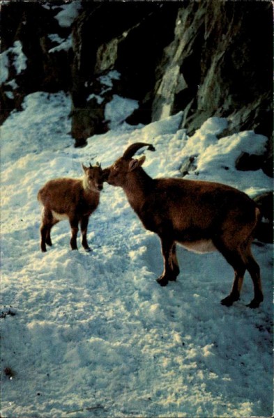 Steinwild Vorderseite