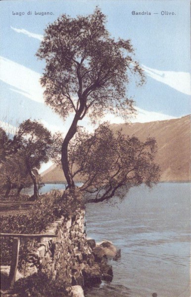 Lago di Lugano Gandria - Olivo