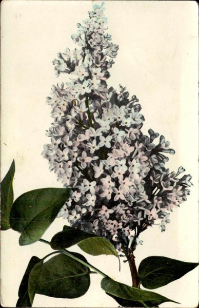 Blumen Vorderseite